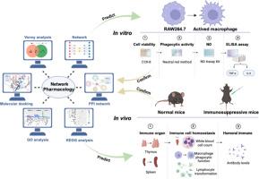 Immunomodulatory effects of Sanghuangporus flavonoids: Key insights into enhancing immunity and restoring immune function