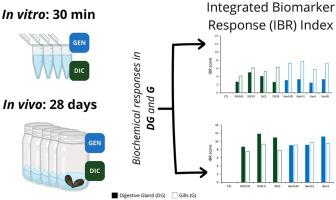The ecotoxicological effects of diclofenac and gentamicin on Mytilus galloprovincialis: What does in vivo reveal that in vitro fails to show?