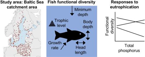 Fish functional diversity responses to total phosphorus in the rivers of the Baltic Sea catchment area