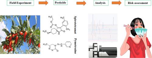 Insights on Degradation, Processing Factors, and Risk Assessment of Pesticide Pymetrozine, Spirotetramat, and Its Four Metabolites on Goji Berry: “Third Pole” Medicine and Food Homologous Crop