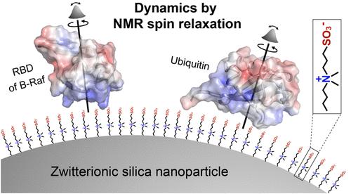 Dynamics of Globular Proteins when Interacting with Zwitterionic Silica Nanoparticles by Nuclear Magnetic Resonance Spin Relaxation