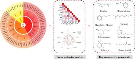 Sensory wheel construction and key flavor compounds characterization of black tea milk tea beverages