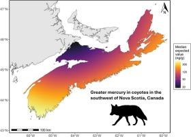 Mercury in eastern coyotes from Nova Scotia, Canada: Effects of geography and trophic position