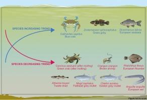 Impacts of the invasive blue crab Callinectes sapidus on small-scale fisheries in a Mediterranean lagoon using fishery landing data