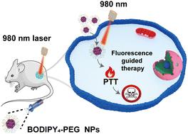 A PEGylated conjugated-BODIPY oligomer for NIR-II imaging-guided photothermal therapy†
