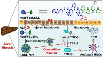 In situ self-assembled peptide nanoparticles improve the anti-hepatic fibrosis effect†
