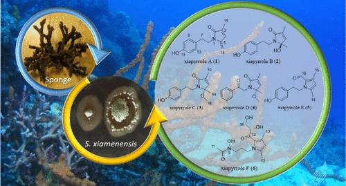 Xiapyrroles A–F: N-Alkylpyrrole Alkaloids from the Marine-Derived Actinomycete Streptomyces xiamenensis 1310KO-148