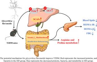 Glycyrrhiza flavonoids improves hyperglycemia inT2DM mice by microbial-gut-liver axis