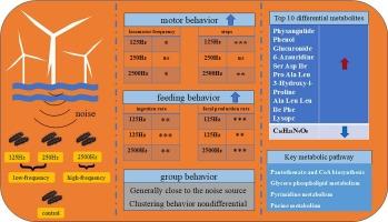 Characteristic noise of offshore wind turbine impacts the behavior and muscle physiology of sea cucumber Apostichopus japonicus
