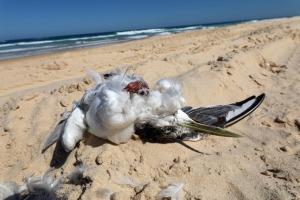 Vehicles kill birds on sandy beaches: The global evidence