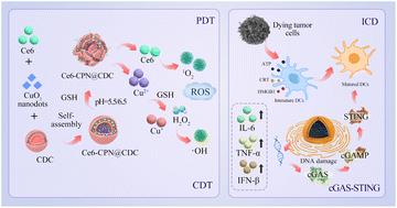 H2O2 self-supplying nanoparticles for chemodynamic and synergistic photodynamic therapy to augment cGAS/STING activation†
