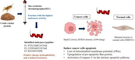 Exploring the anticancer potential of cricket-derived peptides in human cancer cells; pro-apoptotic effects via a caspase-3 pathway