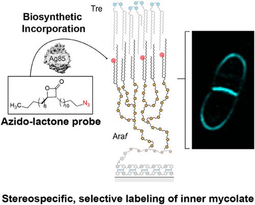 Intercepting a Mycobacterial Biosynthetic Pathway with Covalent Labeling