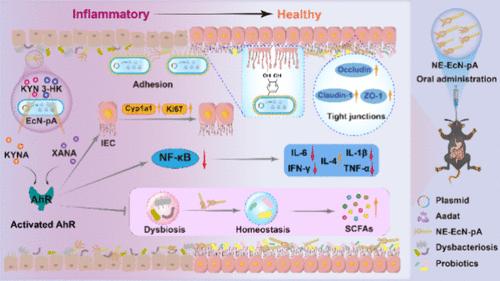 “Shield” Armed Programmable Probiotics Harboring α-Aminoadipate Aminotransferase Gene Regulate Tryptophan Metabolism and Gut Microbiota to Alleviate the Inflammatory Bowel Disease