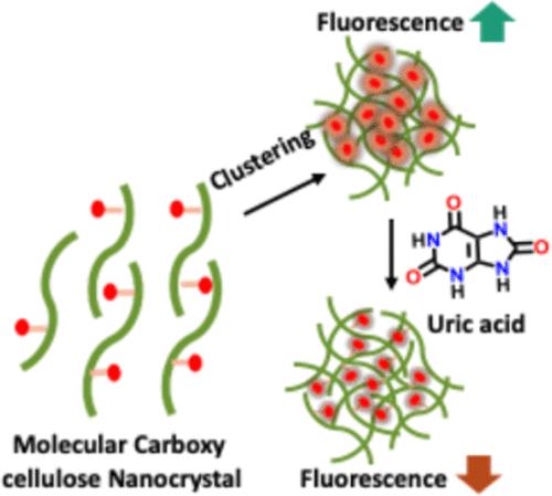 Unravelling the Mechanism of Cluster-Triggered Emission in Carboxy Nanocellulose and Modulation through the Conjugation of Plasmonic Nanoparticles for Analyte Detection