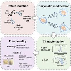 Gelation potential of oat protein isolate: Influence of extraction method, gelling conditions, and enzymatic modification