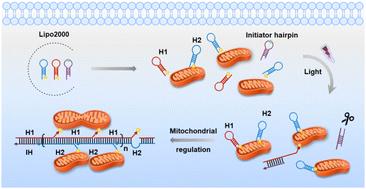 Controllable mitochondrial regulation based on photo-triggered DNA circuitry†