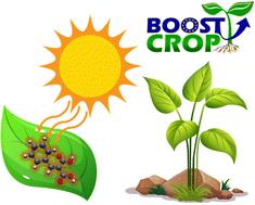 Molecular heaters: a green route to boosting crop yields?†‡