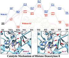 Deacetylation mechanism of histone deacetylase 8: insights from QM/MM MP2 calculations†