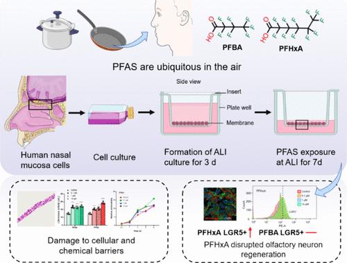 Three-Dimensional Cultured Human Nasal Epithelial Cell Model for Testing Respiratory Toxicity and Neurotoxicity of Air Pollutants