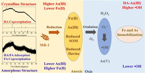 Properties and Reactivity of Iron-Organic Matter-Arsenic Composites and their Influence on Arsenic Behavior in Microbial Reduction and Oxidation Processes