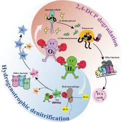 Targeting regulation of nitrate removal and chlorophenol degradation through hydrogen/oxygen switching