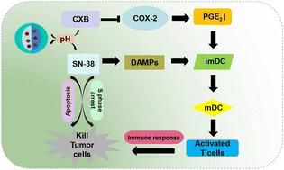 Biodegradable nanoparticle-enhanced chemoimmunotherapy based on precise tumor killing and tumor microenvironment regulation strategy†