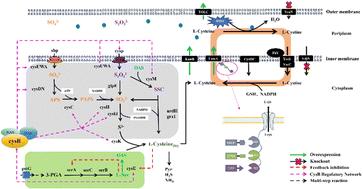 Coupling a rebuild shuttle system with biosynthetic pathway and transcription factor engineering for enhanced l-cysteine production†