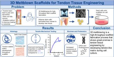 Three-dimensional meltblowing as a high-speed fabrication process for tendon tissue engineered scaffolds