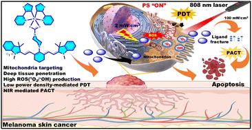 Near-infrared light-activatable iridium(iii) complexes for synergistic photodynamic and photochemotherapy†