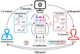 An EHairpin-driven double-stem-loop programmable allosteric strategy for molecular security access control†