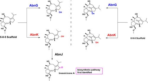 Scaffold-Adaptive P450 Enzymes Balance Substrate Promiscuity with Catalytic Specificity in Brassicicene Biosynthesis