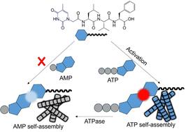 Kinetically trapped self-assembly in synthetic nucleopeptides and nucleotides†