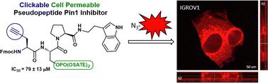 Design and synthesis of a clickable cell-permeable pseudopeptide Pin1 inhibitor with antiproliferative effects on human multiple myeloma cell line†