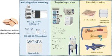 Identification, targeted separation, and in vivo and in vitro anti-vascular endothelial injury abilities of bioactive compounds from Acanthopanax senticosus†