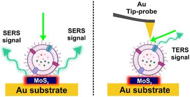 Emerging SERS and TERS MoS2 platforms for the characterization of plasma-derived extracellular vesicles†