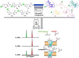 19F NMR chemical shift encoded peptide screening targeting the potassium channel Kv1.3†
