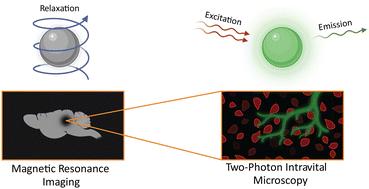 Multimodal imaging approach to track theranostic nanoparticle accumulation in glioblastoma with magnetic resonance imaging and intravital microscopy†