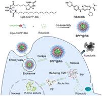 A biotin guided PtIV amphiphilic prodrug synergized with CDK4/6 inhibition for enhanced tumor targeted therapy†