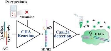 Catalytic hairpin assembly-coupled CRISPR/Cas12a biosensor for sensitive detection of melamine in dairy products†