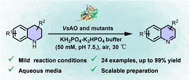 Engineered amine oxidase for efficient oxidative dehydroaromatization of 1,2,3,4-tetrahydroquinolines toward quinolines in aqueous media†