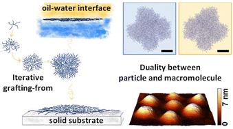 Synthesis of water-soluble, highly branched arborescent poly(acrylate)s: a colloid-macromolecule chimera†
