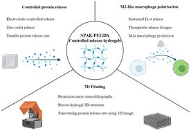 Long-term interleukin-4 release from 3D printable affinity hydrogels promotes M2-like macrophage polarisation in vitro†