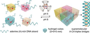 A cofactor mediated supramolecular oligo-adenine triplex for reprogrammable macroscopic hydrogel assembly†