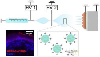 Microneedle arrays coated with Middle East respiratory syndrome coronavirus DNA vaccine via electrospray deposition†