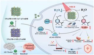 Inhibition of the cGAS–STING pathway via an endogenous copper ion-responsive covalent organic framework nanozyme for Alzheimer's disease treatment†