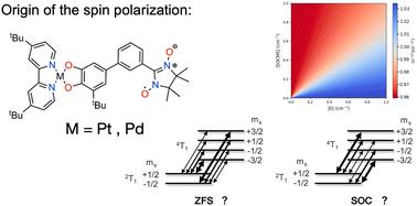 Exploring the origin of electron spin polarization in metal-containing chromophore–radical systems via multireference calculations†
