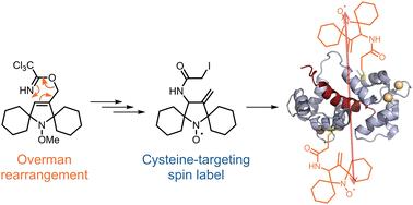 Sigmatropic rearrangement enables access to a highly stable spirocyclic nitroxide for protein spin labelling†