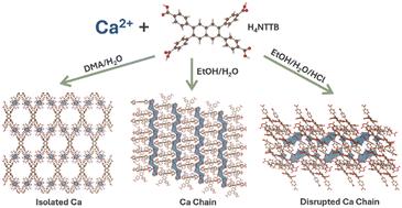 Structural variety in calcium metal–organic frameworks with a tetratopic carboxylate ligand†