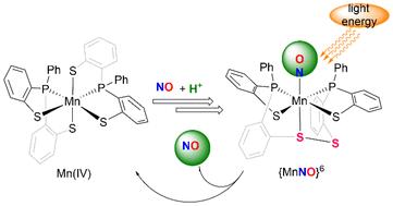 Photoinduced NO production from a mononuclear {MnNO}6 complex bearing a metal-diaryldisulphide ligand†